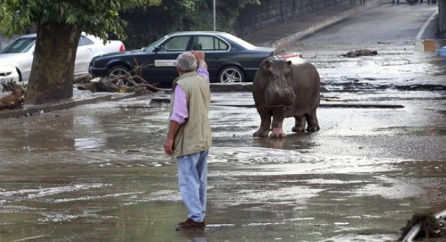Flood in Georgia. Animals collectively "escape from prison".jpg