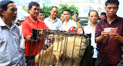 Chinese animal protectionists boycott the Yulin Dog Meat Festival.jpg