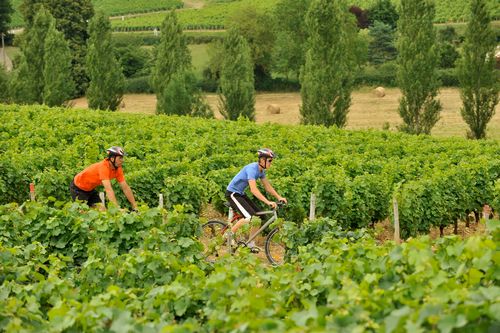 Travel Notes: A romantic cycling tour in Bordeaux, France, the mecca of wine.jpg