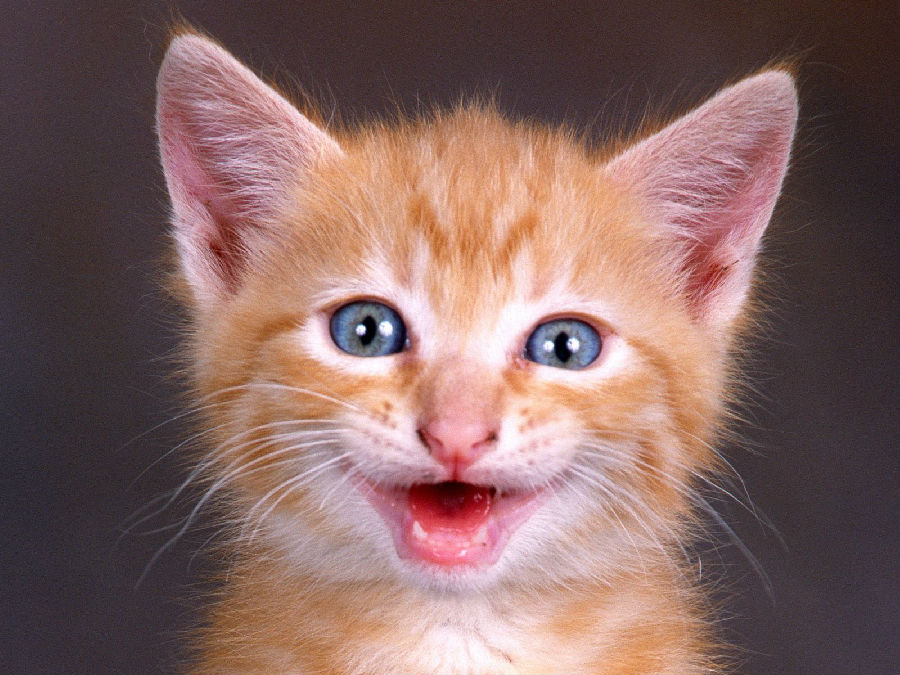 Happy-Cat.jpg