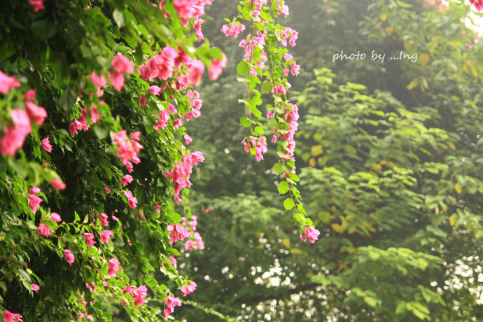 The fog cleared early in the morning and I worked in the garden .jpg