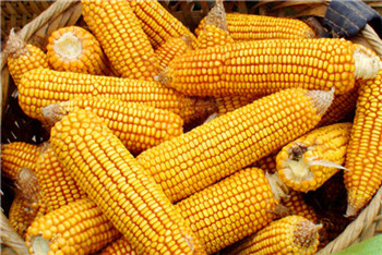 Ukraine will become China’s largest corn supplier.jpg