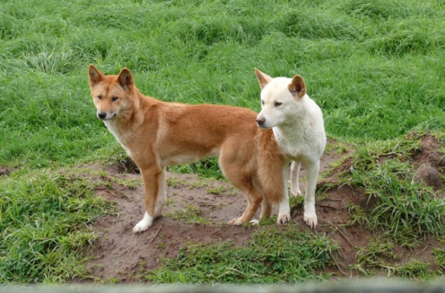 澳洲野狗和印第安狼