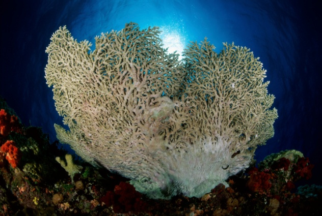 水母和珊瑚虫