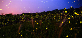 The firefly viewing project in China has caused concerns about ecological damage.jpg