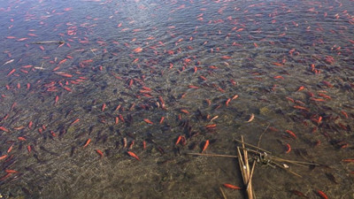Goldfish invaded Lake Colorado.jpg