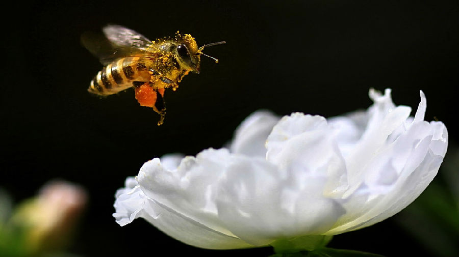 忙碌的蜜蜂.jpg