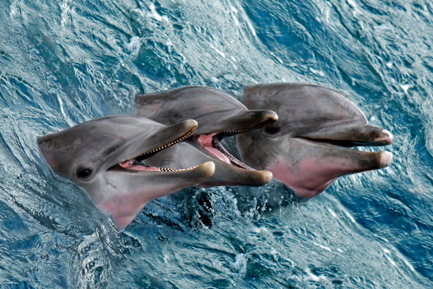 海豚能看透动物