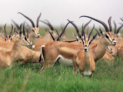 advocates have cheered the removal of the tibetan antelope from