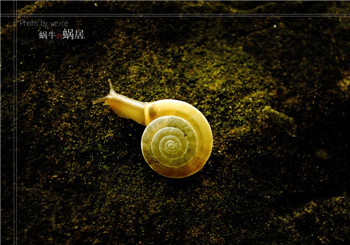 Hong Kong start-ups are developing the ecological chain of dwellings.jpg