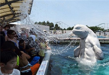 Hot dog in summer, let the Beluga whale help you cool down.jpg