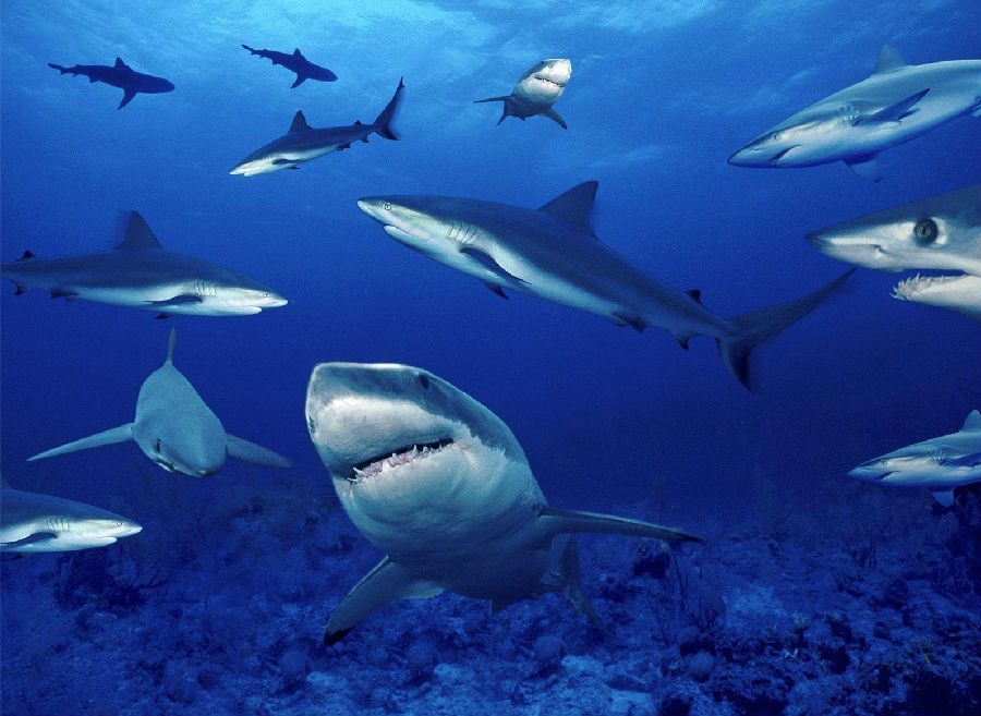 鲨鱼.jpg