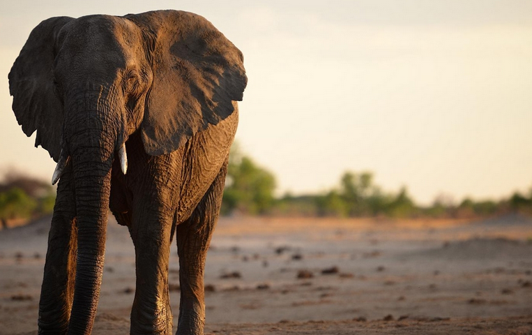 津巴布韦卖大象.png