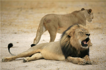 News about lion hunting prompted airlines to decide to embargo prey.jpg