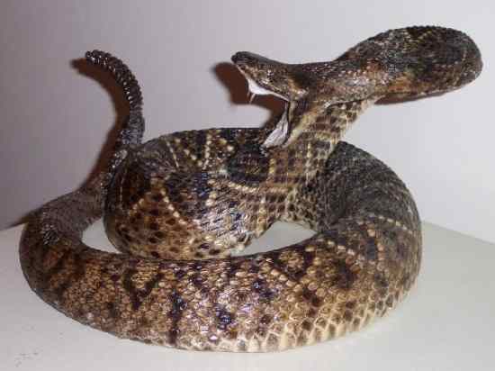 The ten most venomous snakes in the world (Part 1).jpg