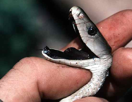 The ten most venomous snakes in the world (Part 2).jpg