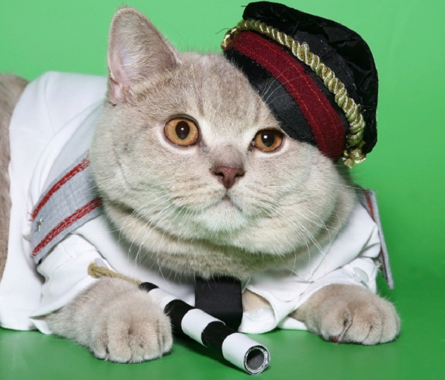猫咪警员——鲁西科