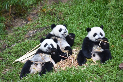 全球唯一大熊猫三胞胎周岁庆生.jpg