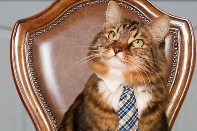 猫咪政治家——汉克