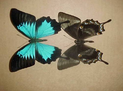 The wonderful wings of butterflies.jpg