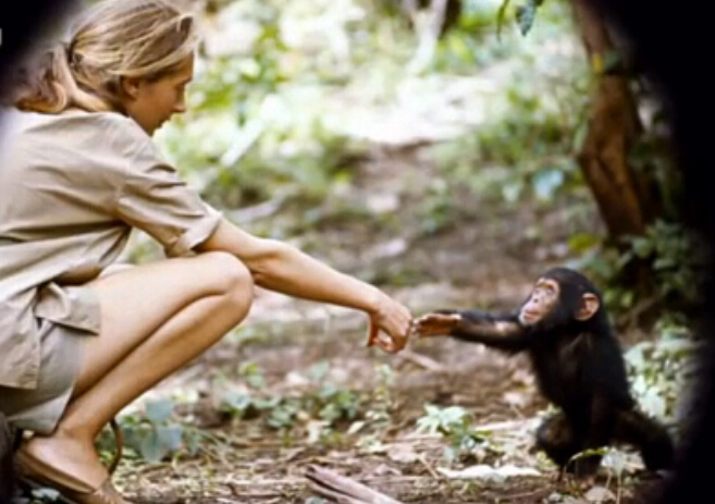 和黑猩猩交心的人,珍 古德.jpg