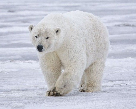 北极熊.jpg