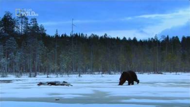 北欧野生风情录 Nordic Wild.jpg