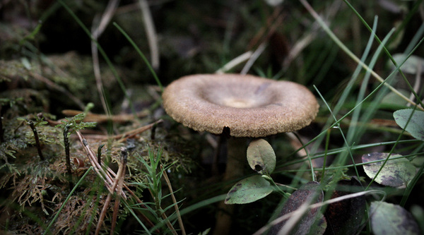 挪威的蘑菇.jpg