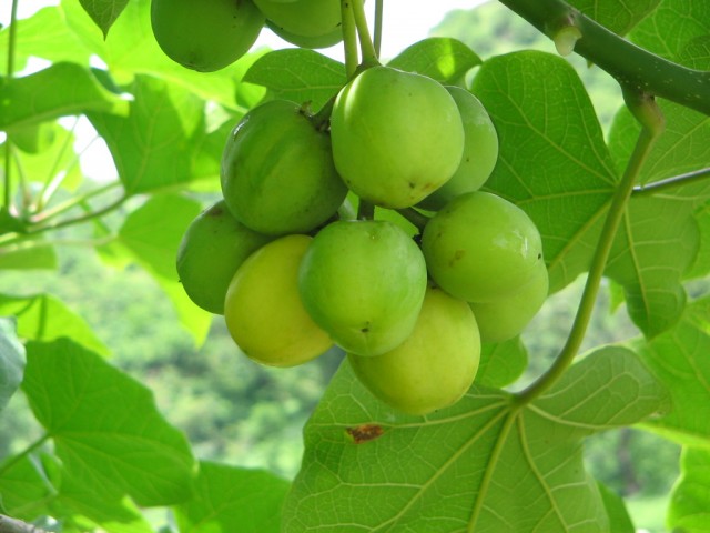 麻风树的果实