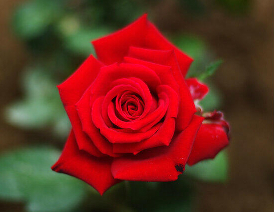 我的爱人像朵红红的玫瑰.jpg