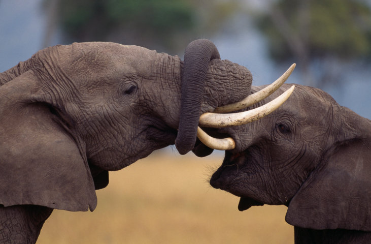 亚洲象会安慰情绪低落的同伴