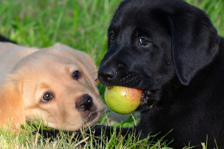比起记住同类的气味，狗更能记住它们所喜欢的人的气味