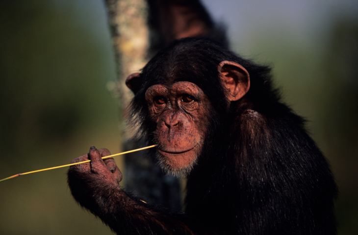 黑猩猩开启时尚潮流