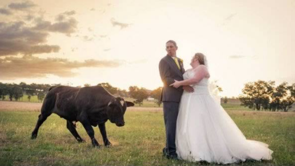 婚纱照拍摄被一头公牛打断
