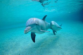 海豚 Dolphin.jpg