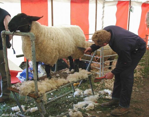 normal_Sheep Shearing.jpg