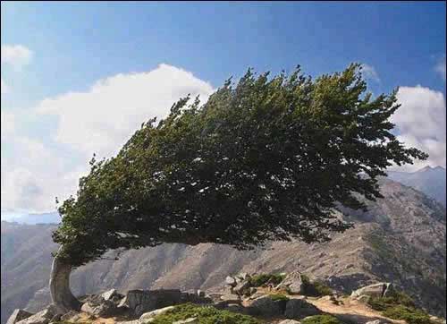 windy weather 大风天_初级英语口语 可可英语