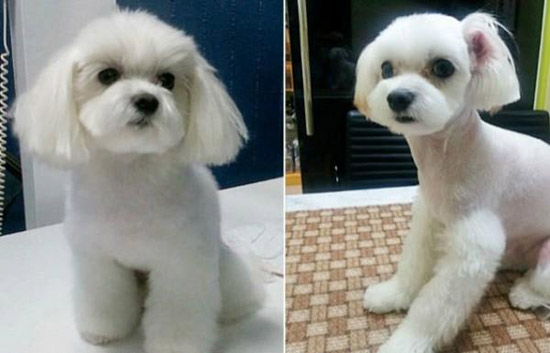 连狗也不放过,韩国人开始流行给宠物整容.jpg
