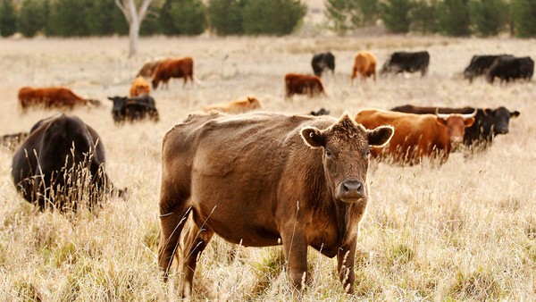 Chinese companies are targeting Australian agriculture and animal husbandry to meet meat and other food needs.jpg