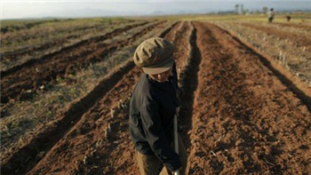 Slim pickings for North Korea's farmers.jpg
