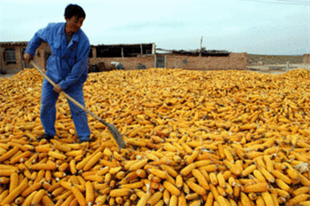 Jilin Province takes over a corn processing company that has ceased production.jpg