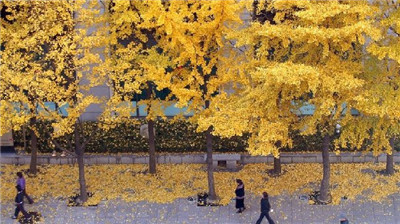The South Korean government has proposed a solution to the problem of the odor of Seoul's ginkgo fruit.jpg