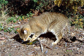 Australia’s large-scale hunting of wild cats has sparked controversy.jpg