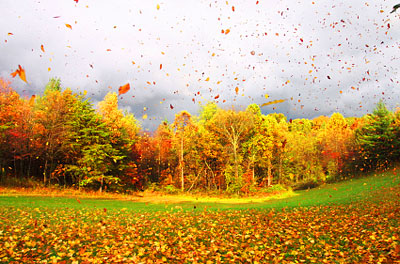 Leaves-In-Wind.jpg