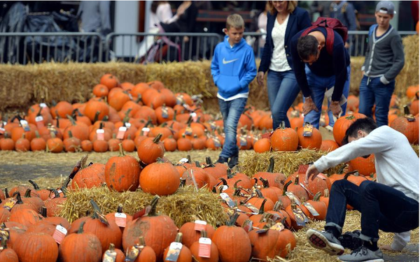Halloween is coming! New York's Times Square turned into a pumpkin field.jpg