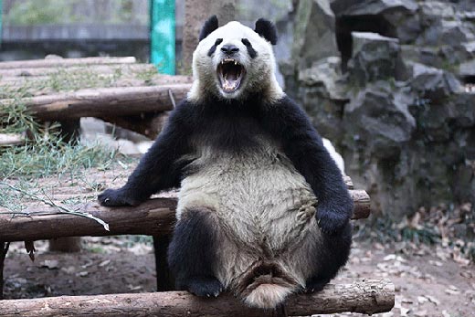 专家们破译了至少13种大熊猫语言.jpg