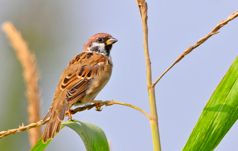 麻雀 The Sparrow.png
