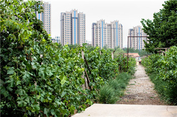 Can Ningxia become the next Napa Valley or even Bordeaux.jpg