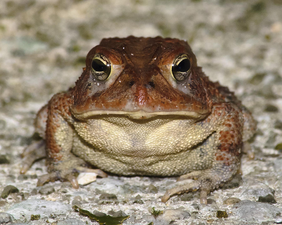 toad.jpg