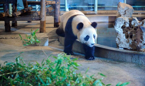 Pandas come to Tianjin to have heating and sleep on hot kang.jpg